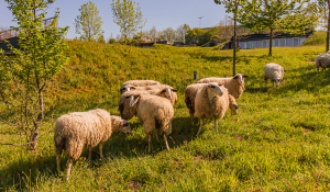 Les Collines de Sainte Féréole un site ecoresponsable pour des vacances au vert