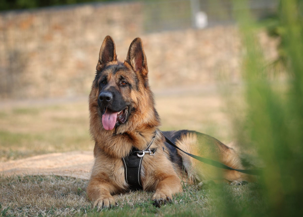 ©CJA FOTOGRAFIA Un chien type berger allemand couché dans l'herbe en train de regarder droit devant lui avec la langue qui pend